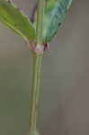 Fringed meadowbeauty